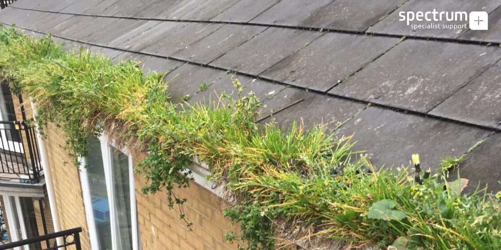 spectrumfacade's tweet image. When a client came to us with a #gutterproblem that 3 other #exteriorcleaning companies couldn&apos;t resolve we were excited.

We are delighted to say we found a #solution.

Click below to learn how our patented #equipment allowed us to #clean these #gutters:

bit.ly/33anFo4