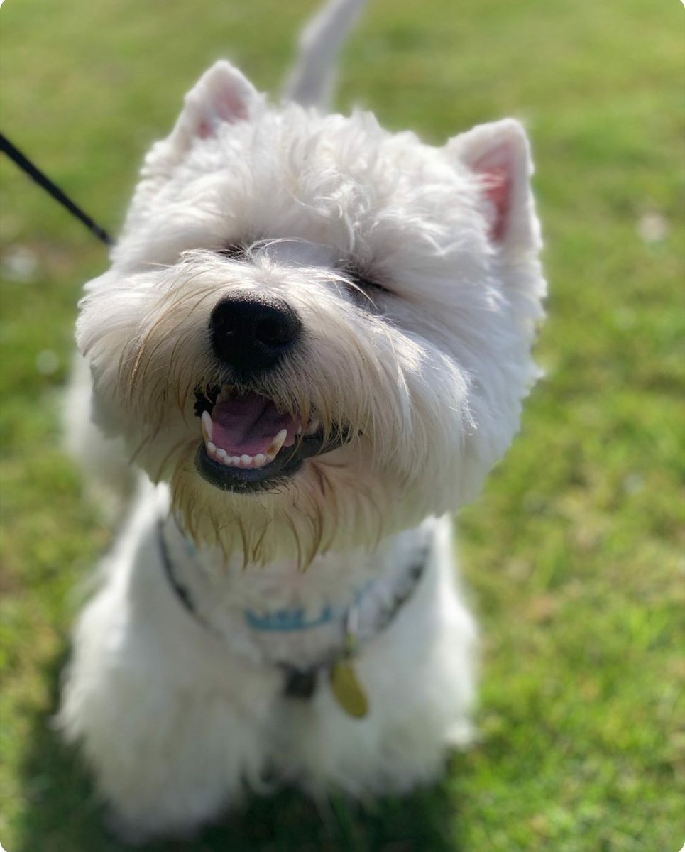 Todas Las Razas De Perros tweet media