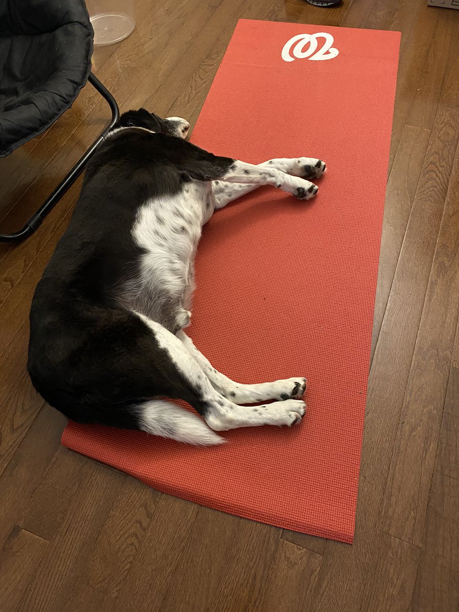 ASFS_PhysEd's tweet image. My teaching partner is ready to GO this morning!! @lostdogrescue