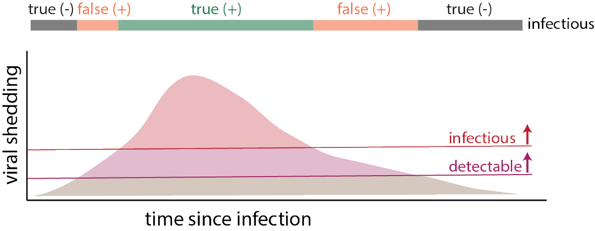 Testing is a tool. When we want it to be positive depends on how we use it. If we want to find people who are infectious right now, then we only care about the time above the infectiousness threshold. A positive test any other time is a “false positive” for this purpose (9/16)