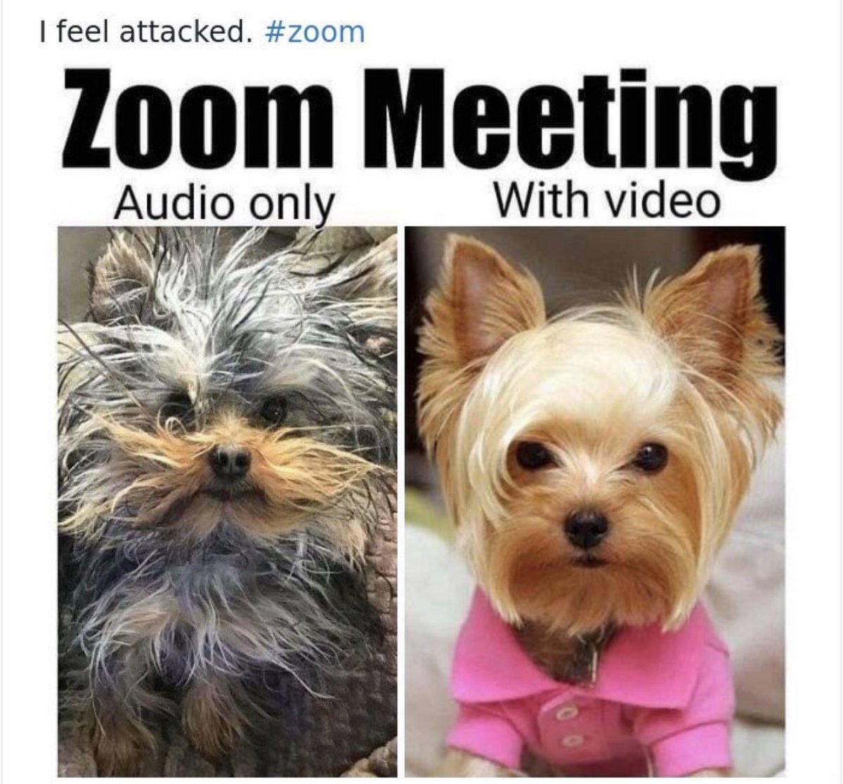 HiMrsRice's tweet photo. My students are emailing me memes. They know me already 🤣 #FLHornets https://t.co/bN3ZCVfzSV