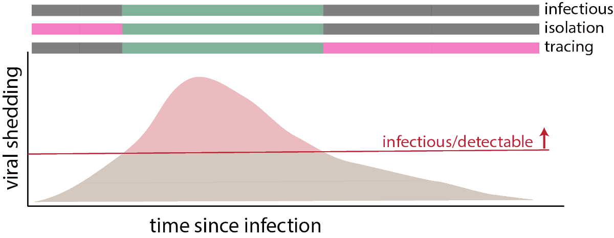 If we make a test less sensitive, so those testing positive are more likely to be infectious, we get rid of all the false positives, but really increase the chances of false negatives if we are interested in isolation or contact tracing (12/16)