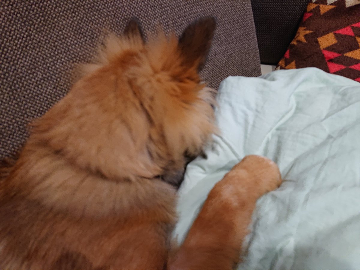 ふるかわ デミグラス 布団を噛んで満喫してるのがバレた瞬間 いぬのきもち 保護犬 いたずら 犬好きさんと繋がりたい ふるかわ デミグラス 布団を噛んで満喫してるのがバレた瞬間 いぬのきもち 保護犬 いたずら 犬好きさんと繋がりたい