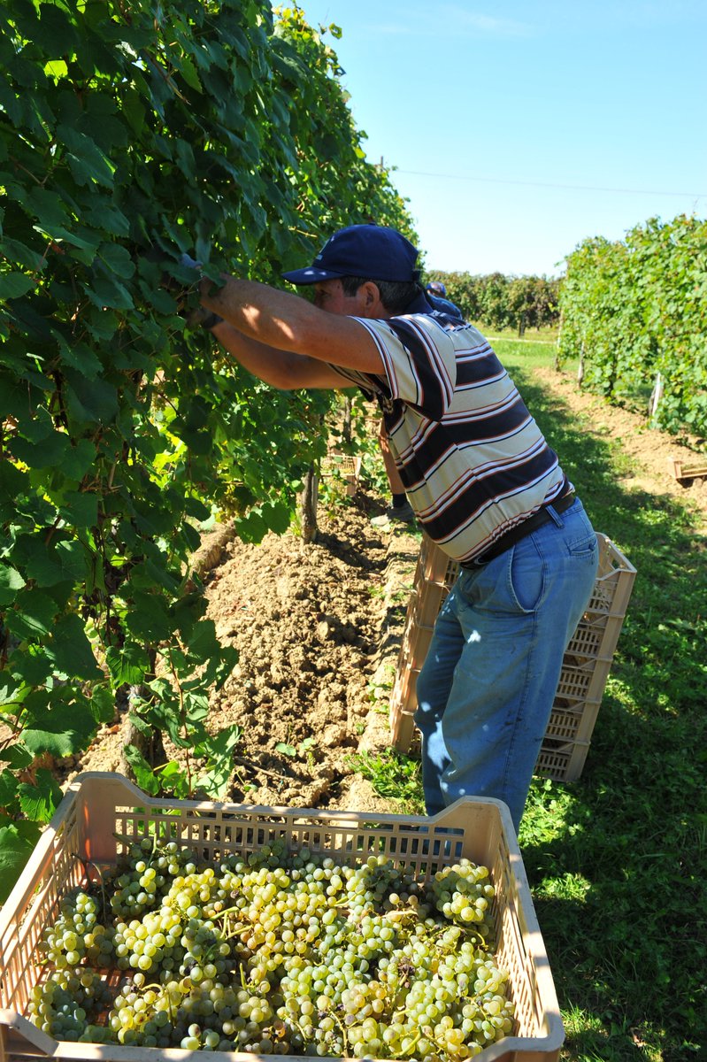 vinidocvenezia's tweet photo. Si sta svolgendo in questi giorni la #vendemmia delle uve bianche atte a divenire vini Venezia DOC. Buon lavoro ai produttori e a tutti coloro che lavorano in vigna! Vi invitiamo a scoprirli all'indirizzo:
https://t.co/5SOPL0ljIA
#consorziovinivenezia #docvenezia #veneziadoc https://t.co/8Pp9THcXmC