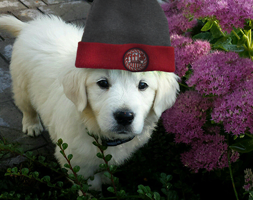 isd492soccer's tweet photo. Even puppies love Austin Soccer. The boys face Owatonna tomorrow at home. Kickoff is at 1:00. #BeThere #WhoseHouse #RockYeah #Throwback #ScarfRequest https://t.co/V8DzQPLghu