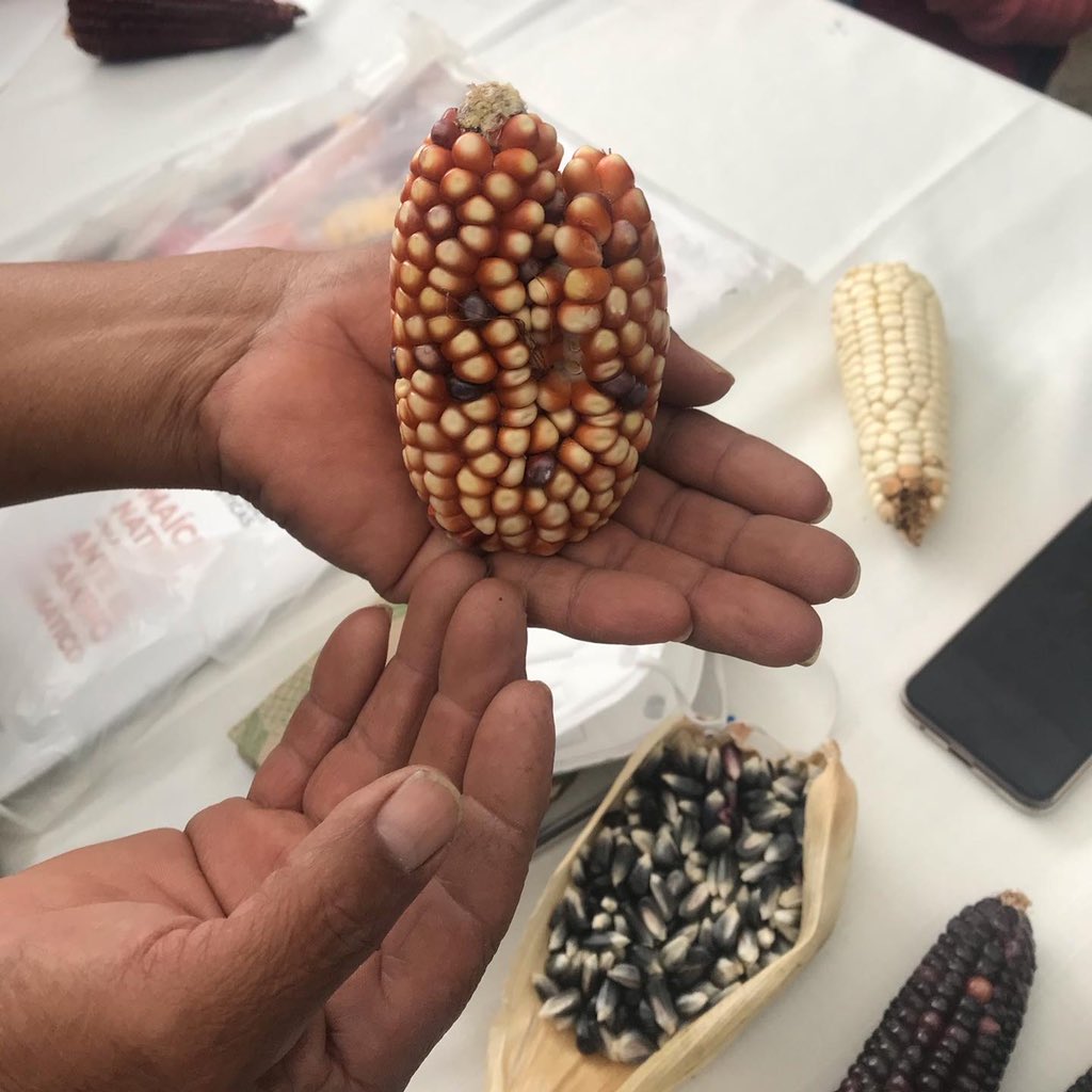 alefrausto's tweet photo. Esta mañana el presidente @lopezobrador_ habló de nuestra #culturaalimentaria patrimonio ancestral y vivo de #México solución a problemas contemporáneos. Estamos trabajando para promover difundir con y desde las comunidades este tesoro en #Cencalli #LasSemillasQueNosDieronPatria https://t.co/SoA6drbKEh