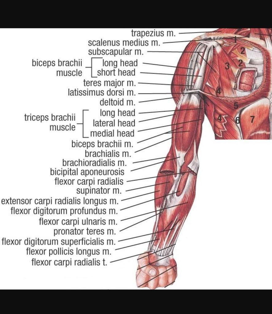KROSSRLSH777's tweet photo. #MUSCLE #HUMANBODY #ANATOMY #RLSH STUDY #KNOWLEDGE #2020 

#WEIGHTLIFTING

#LAZERBEAST https://t.co/3Q39Ke9ykm
