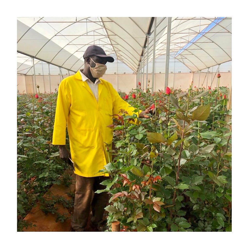 elgoncollection's tweet photo. Did you know that our production supervisors walk the greenhouses every day in order to maintain our quality standard at premium level? ๐น๐ฟ
#mountelgonorchards #elgoncollection #roseswithaheartofgold https://t.co/BSUhVJTtFu