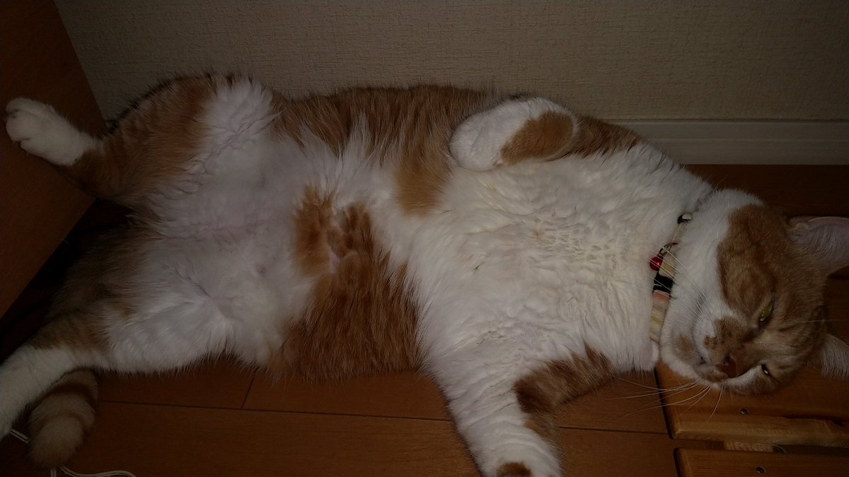tami_tora's tweet photo. 飲み過ぎて潰れたおっさんかよ
#猫  #茶トラ  #たみお https://t.co/j4wanANBE5