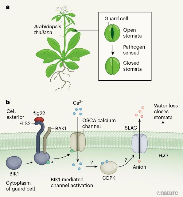 sci_plant's tweet photo. Calcium channel in plants helps shut the door on intruders

https://t.co/uUSKT56wdr
#plantscience #Calciumchannel #stomata @NaturePlants ♻️ https://t.co/6YXRNInJQF