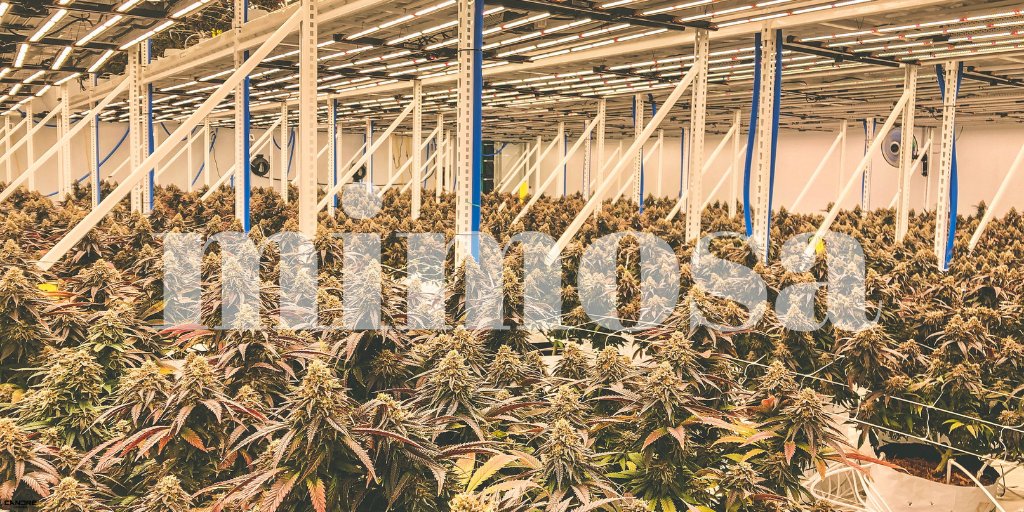 CandreCannabis's tweet photo. Three cheers for the Mimosa plants! Looking quite chipper, I’d say. The buds all sparkling with possibility. Nearly ready for the harvest. What a treat! More treats to come on this Mimosa journey. Follow along. We’ll be here #keepinitgreen. #CannabisCanada #CannabisCulture https://t.co/DcniKSBTbp