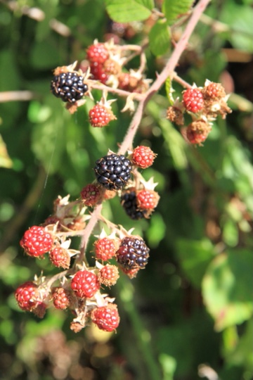 smdavies67's tweet photo. #Brambles - a signature of autumn - tasty pickings but always remember to forage sustainably and to leave plenty for birds and small mammals to feed from #Sustainableforaging https://t.co/nGx2Eb7ZiB