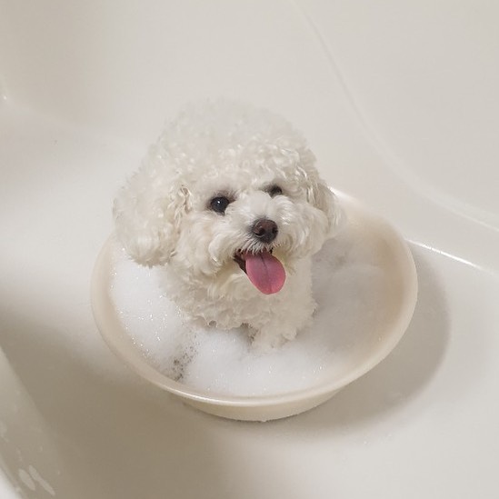 colenixs's tweet photo. Happy Birthday to this floof ball Ankko 🥳🐶
#HappyAngkkoDay https://t.co/zboRUy1VV3