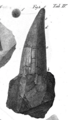 Mastodonsaurus is one of the oldest temnos from a historical sense, named in 1828 by Jaeger for one (1) tooth, seen below ( https://bit.ly/3hmgYED&nbsp;). Another taxon named by Jaeger for an occiput, 'Salamandroides giganteus,' was recognized a few years later to be Mastodonsaurus