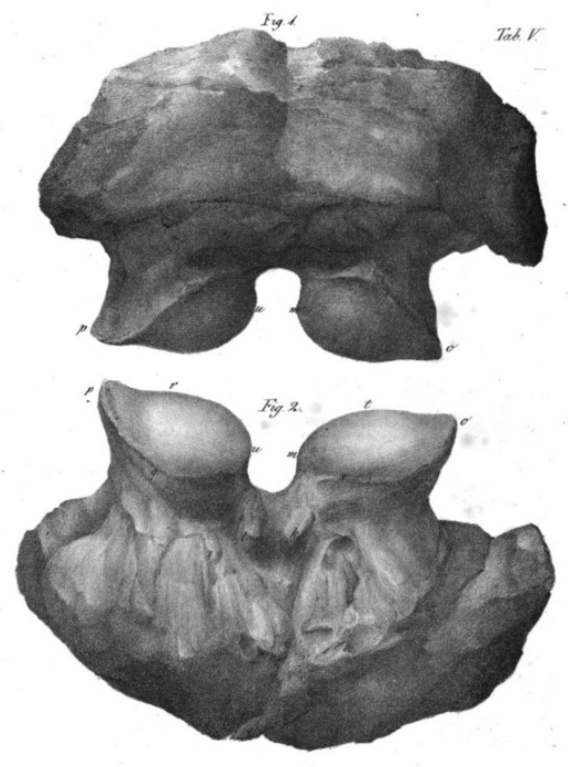 Mastodonsaurus is one of the oldest temnos from a historical sense, named in 1828 by Jaeger for one (1) tooth, seen below ( https://bit.ly/3hmgYED ). Another taxon named by Jaeger for an occiput, 'Salamandroides giganteus,' was recognized a few years later to be Mastodonsaurus