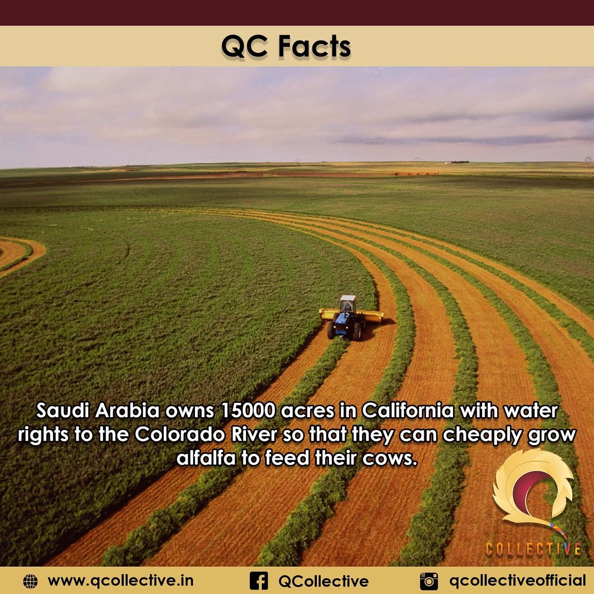 QCollective1's tweet photo. #QCFacts #QCollective #quiz #quizmasters #keralaquizzing #indiaquizzers #keralaquizzers #worldfacts #trivia #Facts #Fact  #FactDose #FactDaily #saudiarabia #colaradoriver #alfalfa #cow https://t.co/xQzH9PpKJp