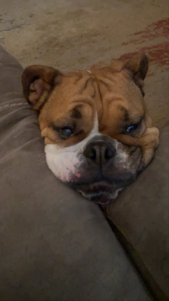 MercedesMagness's tweet photo. @Gabrus @dog_rates https://t.co/0xk6FbaibW