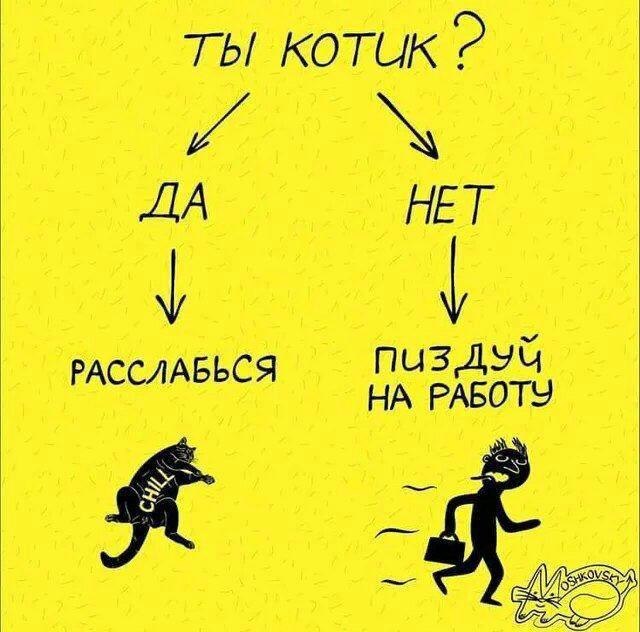 RussianMemesLtd's tweet photo. Are you a cat?
yes/no
relax/go to fucking work https://t.co/UApnw8o1ff