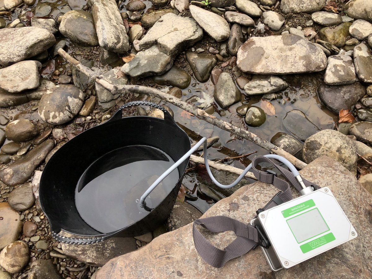 Patch_The_Medic's tweet image. PAM (taking Rapid light curves there), dark adapting samples for PAM, me and the device, and the site! The others are off getting more stuff haha #AlgaeTime #PercysLab