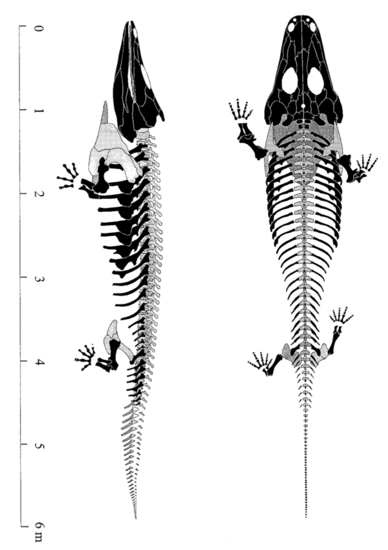 This is one of the largest temnos known and the largest capitosaur, with a skull exceeding 1 m and an estimated body length around 6 m; for reference, this is the same size as in the largest living reptile, the saltwater crocodile!: Schoch (1999); Molly Ebersold