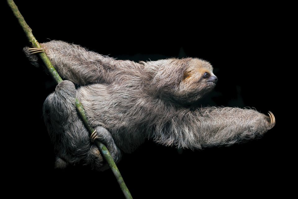 jocotoco_org's tweet photo. This inhabitant of the Chocó is the Brown-throated Sloth,which is part of the group known as three-toed sloths. It sleeps 15 to 18 hours per day on average, climbing down to the forest floor only once a week for a pitstop. Keep donating to #SaveTheChoco Photo:Matthijis Hollanders https://t.co/UnoVQPokAb