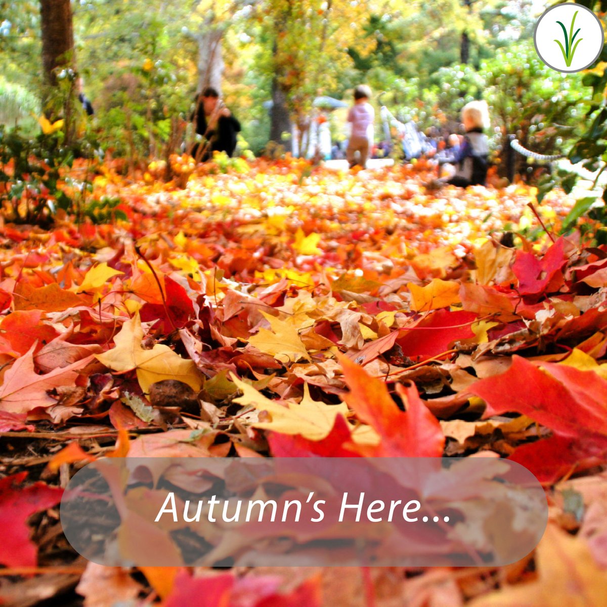theidealgarden's tweet photo. Autumn's Here... 

Available: https://t.co/E7FAGh7dnn https://t.co/0Ab3gwNH4s