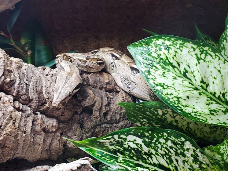 ReptiFiles's tweet photo. Found Mitsuki the #boaimperator basking under his #UVBlight this morning at approximately 0.9 UVI. It was likely deliberate, considering that this photo was taken around 8:30am, about 1.5 hours after "sunrise". #Snakes benefit from UVB, too! https://t.co/YtBH2lbT3K