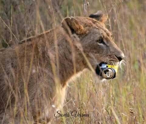hon_jacobs's tweet photo. KWS and KFS must now search all vehicles entering conservation areas and any recreation facilities. 
Have patrols especially when there is heavy traffic going in. 
@kwskenya 
@tunajibu 
@hon_jacobs 
@kkcg_campaign 
#plasticfree
#ClimateChangeIsReal https://t.co/0YJXFVPdN6