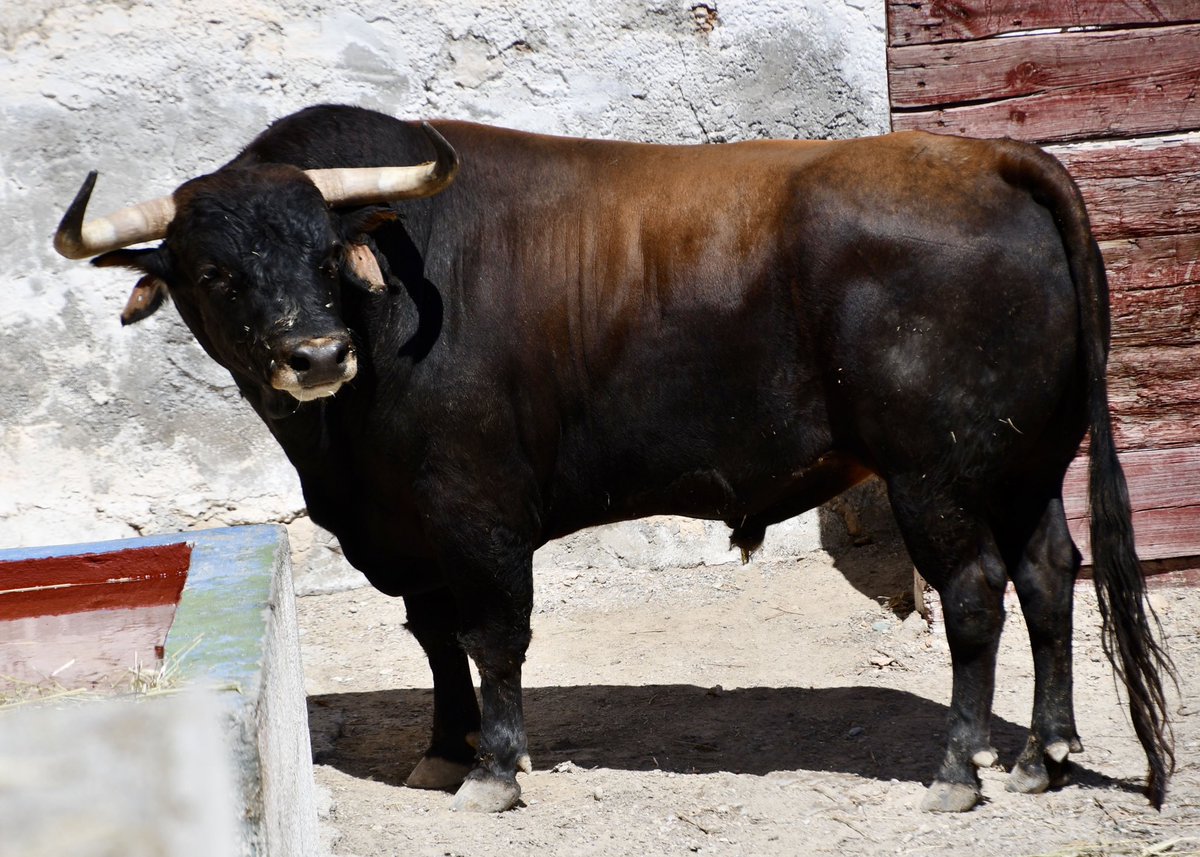TorosBaza's tweet photo. 🐂 𝗧𝗿𝗮𝗱𝗶𝗰𝗶𝗼𝗻𝗮𝗹 𝗖𝗼𝗿𝗿𝗶𝗱𝗮 𝟭𝟮𝗦 | 𝗖𝗼𝗿𝗿𝗮𝗹𝗲𝘀
De 17:30h a 21h puedes ver los toros de Román Sorando en los corrales de la plaza de toros. 
🎟 Entradas en taquilla, 622 298 500 y https://t.co/KNLUTMY0tE https://t.co/YNCmFgsmk4