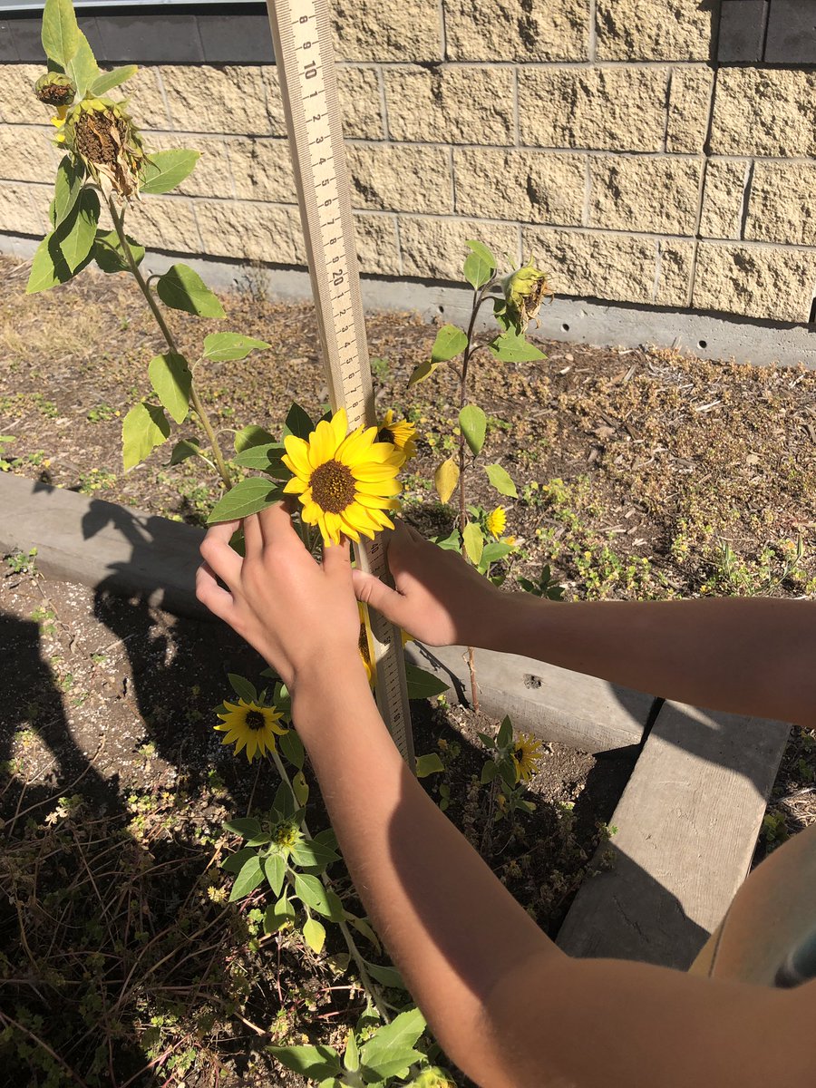 Ms. Martin's Grade 4 Class tweet media