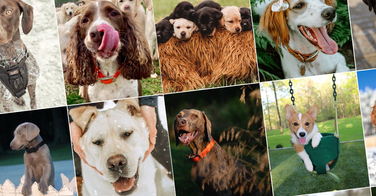 gardenandgun's tweet photo. ENTER NOW! 🐶We could all use some canine comfort these days—which is why we’re excited to kick off the 2020 #GoodDogPhotoContest. Enter your pup’s photo and vote for your favorites here: https://t.co/eKP5afLn3Q https://t.co/KPVA1Yom52