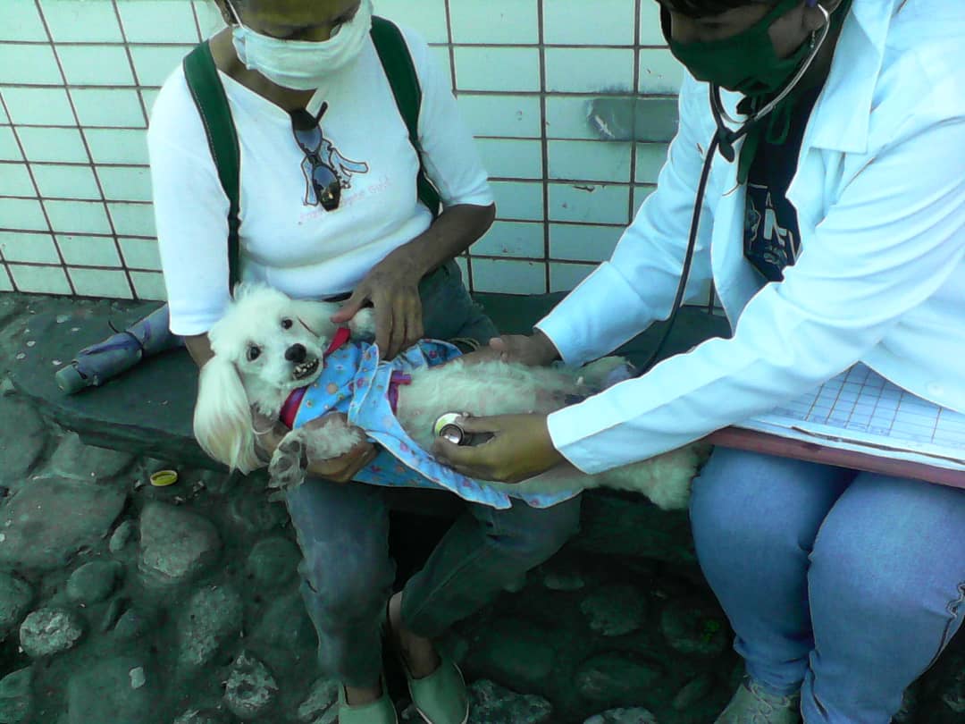 SomosNevado's tweet photo. El equipo de #MisiónNevado en el estado #Trujillo brindó atención en el Consultorio Veterinario Integral en Valera. Fueron atendidos 9 animales de compañía, se realizaron 4 desparasitaciones y 3 tratamientos según la patología presentada. 

#LaCapacidadDeAmarEsInfinita #11Sep https://t.co/OX5fOtBvau