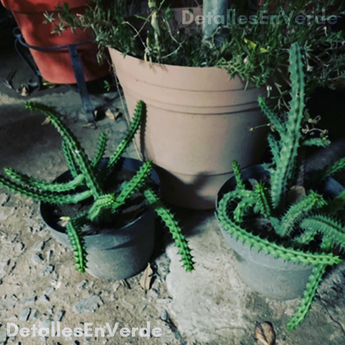 detallesenverde's tweet photo. Un par muy espinoso 🌵 

#detallesenverde
..

#cactusflower #cactus🌵 #cactustattoo #cactusjack #cactusmania #cactusymas #cactusysuculentas #suculenta #suculentas🌱 #cactosesuculentas #cetaceans #jardines #jardineria #planta #naturephotograpy https://t.co/mH2FFMajW7