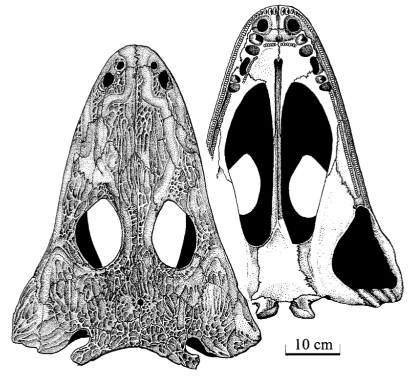 Anyway back to science - Jaeger's occiput went on to become the type of the best known species, M. giganteus, which is now known from essentially the entire skeleton, which formed the dissertation work of Rainer Schoch (1999;  https://bit.ly/32liEtJ )