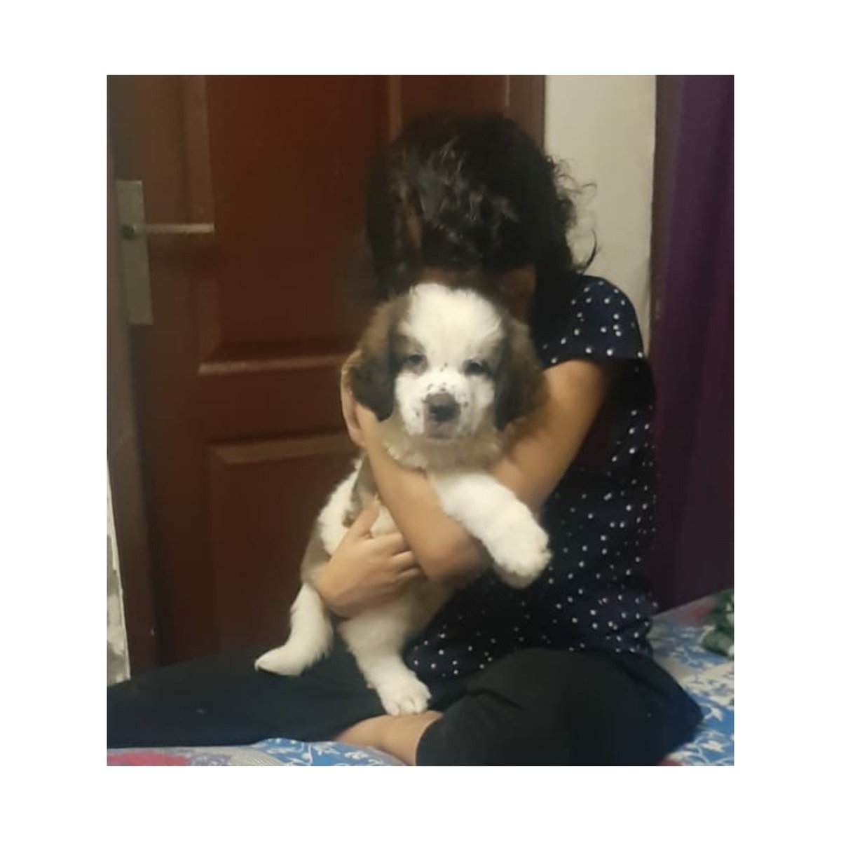 MLohiyaa's tweet photo. All my heart. My four leg therapist 
19.08.2020. We lost a member. https://t.co/wfHPvNQHDo