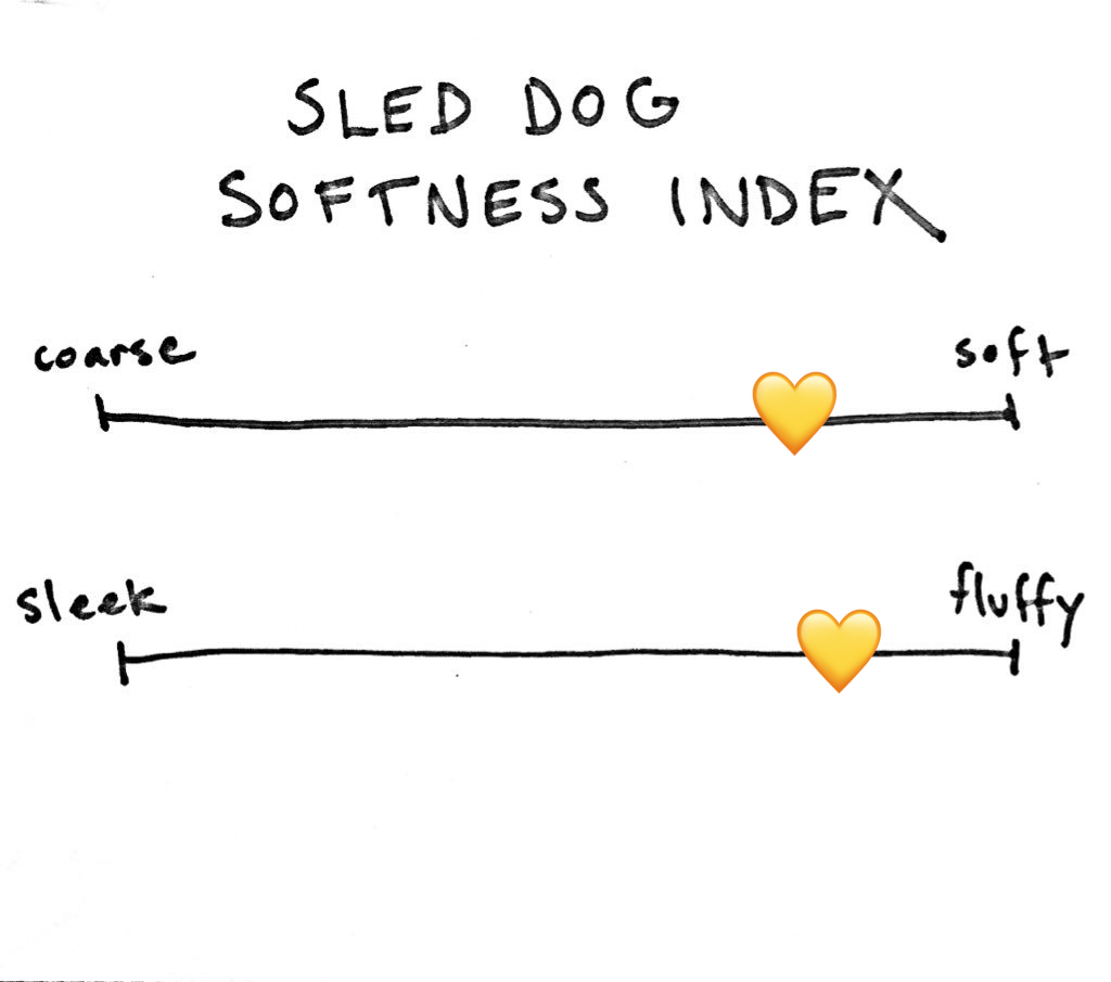 Next, Swizzle. She was pretty fluffy and her fur was pretty soft, though dogs who went through tough lives before us and had skin problems are sometimes missing the softest of the soft fur. She's a 7 on the SDSI4/