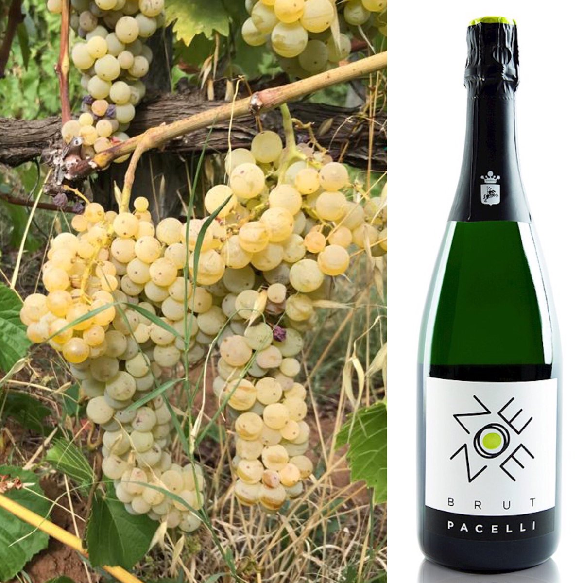 In attesa della nuova annata (dégorgement arrive!) condividiamo con voi il nostro prodotto fiore all’occhiello di Tenute Pacelli: ZOE
🍾🍾🍾
#bevetepacelli #ledonnebiodelsud #siamofivi #rieslingincalabria #donnedelvino #zoemc #metodoclassico #vsq #nuovaannata