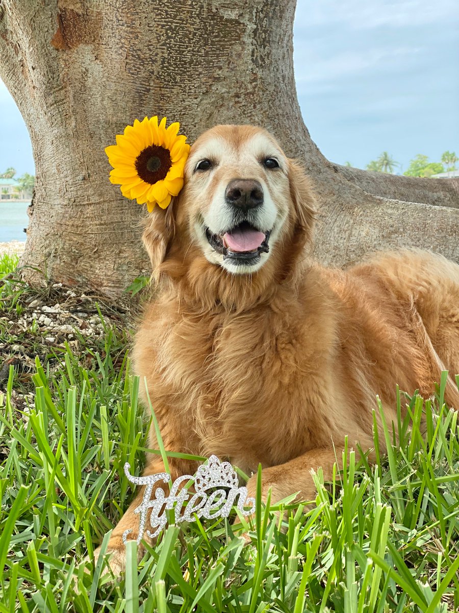 Next, Swizzle. She was pretty fluffy and her fur was pretty soft, though dogs who went through tough lives before us and had skin problems are sometimes missing the softest of the soft fur. She's a 7 on the SDSI4/