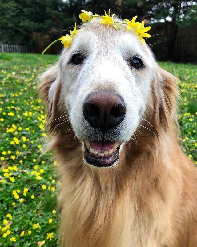 SCHMIEG was just a notch softer and fluffier than Swiz, though they were quite similar. Schmieg gets an 8!5/