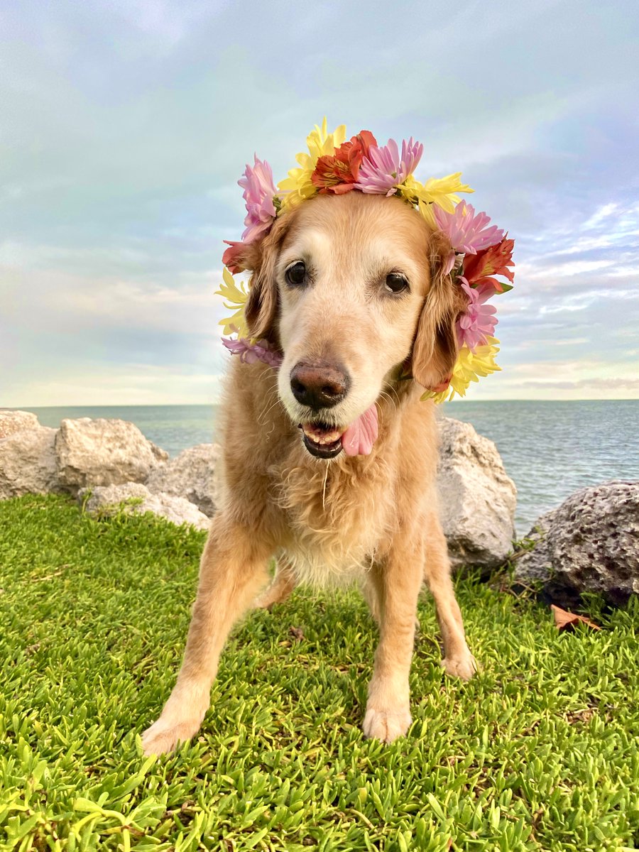 Jasmine was a bit less fluffy. She also had a lot of skin problems in her previous life so was missing some soft soft undercoat. She's a 6/106/