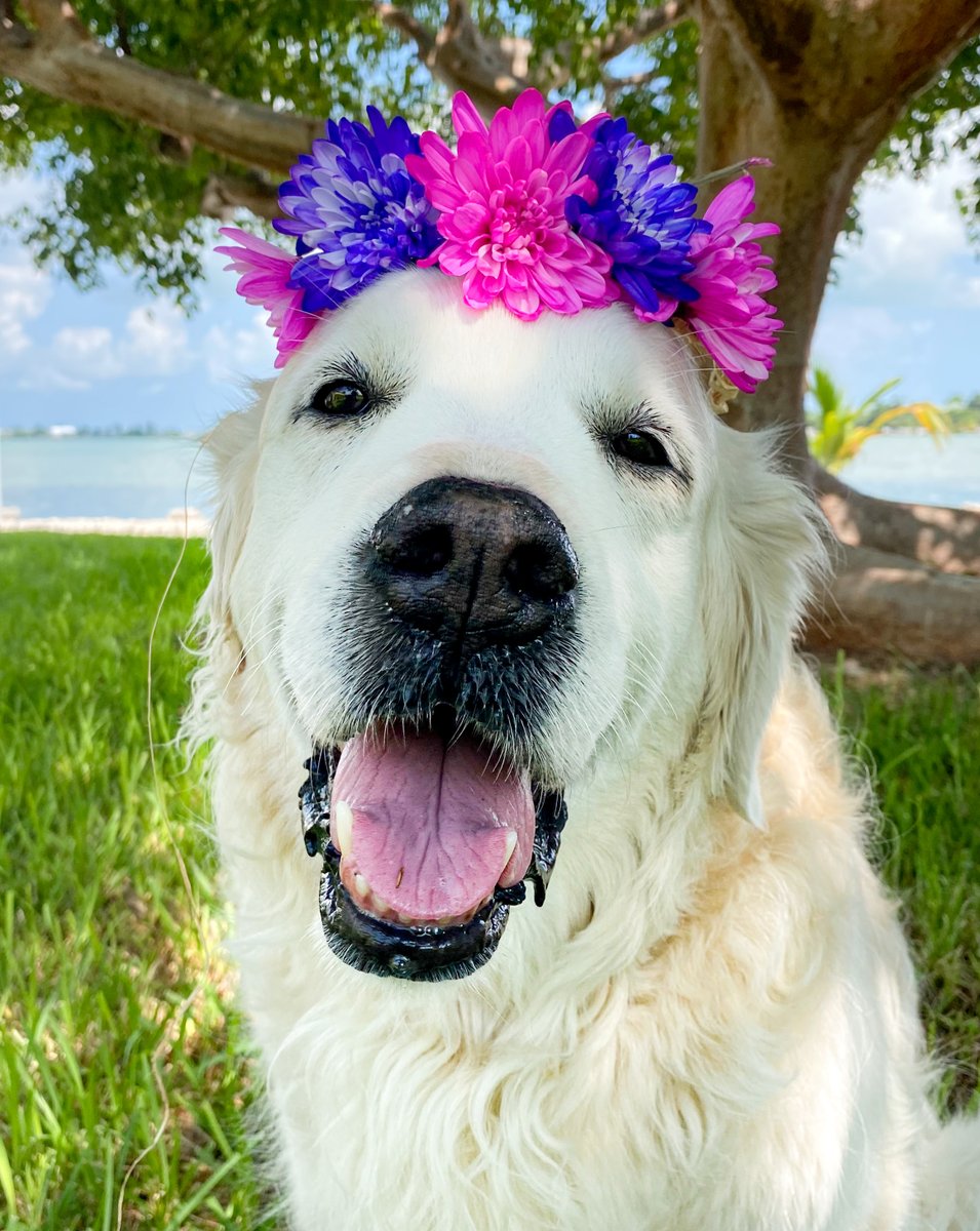 Chief Brody has really bad allergies, so no undercoat because his poor skin suffered. His top layer of fur is more on the coarse side for a golden. But he's also QUITE fluffy! He's a 5/107/