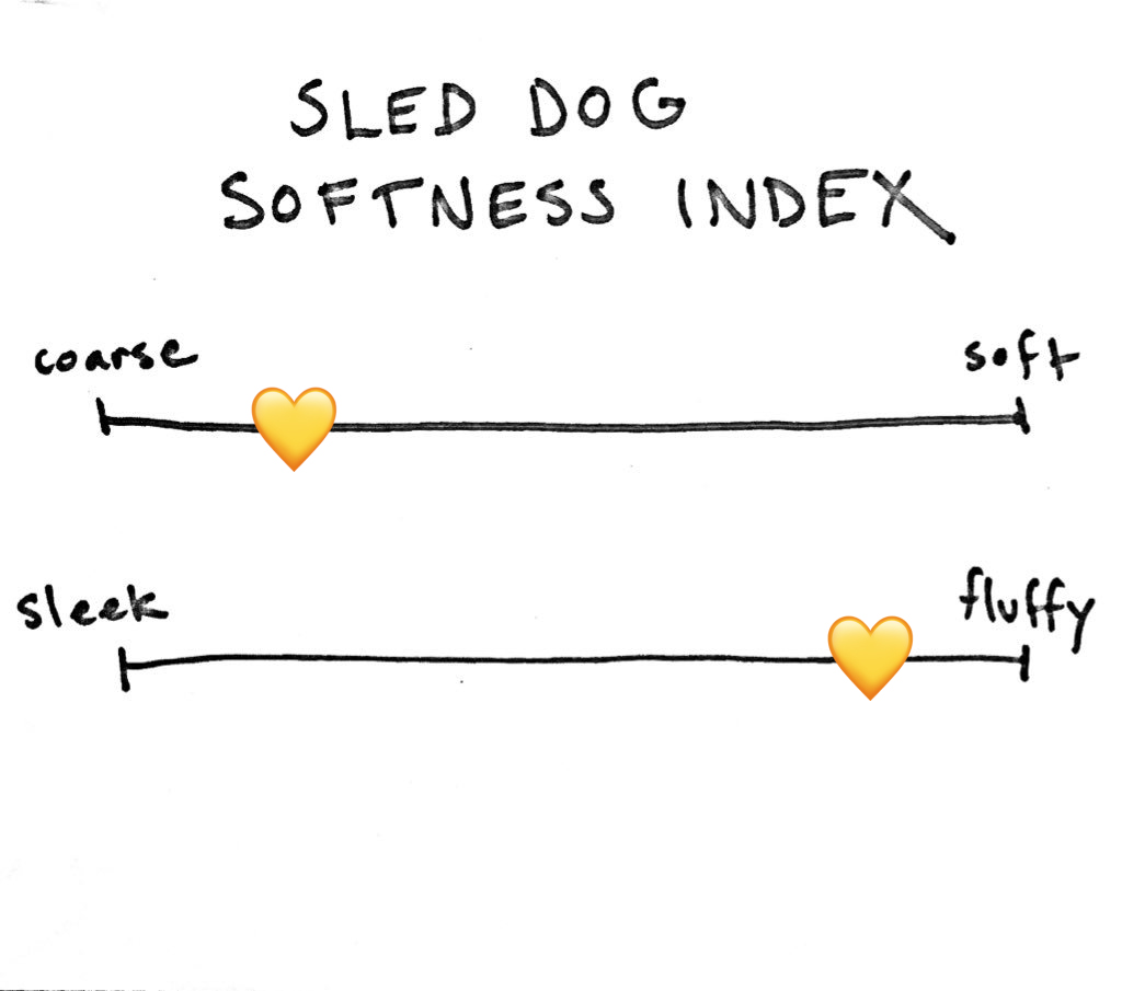 Chief Brody has really bad allergies, so no undercoat because his poor skin suffered. His top layer of fur is more on the coarse side for a golden. But he's also QUITE fluffy! He's a 5/107/