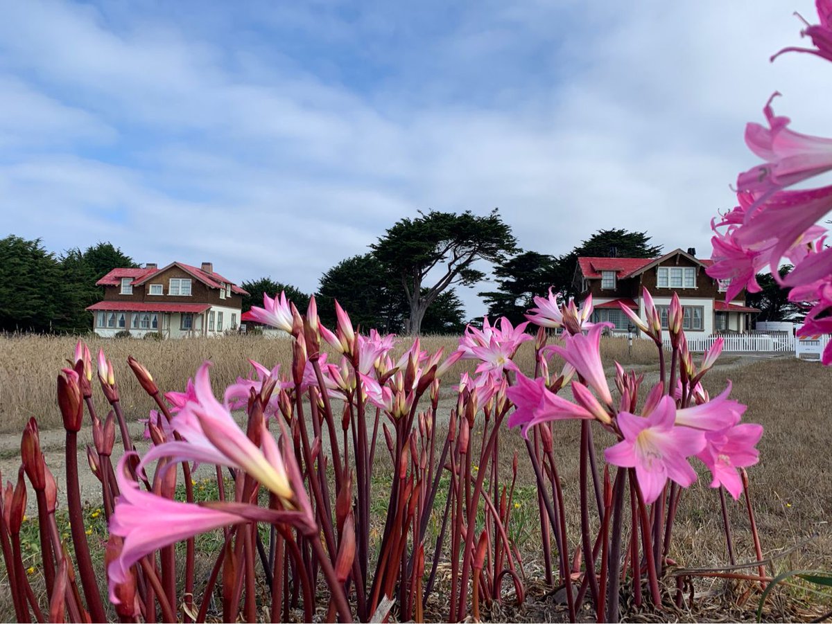 PointCabrillo's tweet photo. Remember that photo we posted two weeks ago of the Amaryllis belladonna beginning to flower? 

They are HERE! Of course, this photo was before the smoke settled over Mendocino County... we’ll tweet a more updated view next 🌸 https://t.co/K7yvX9Nok2