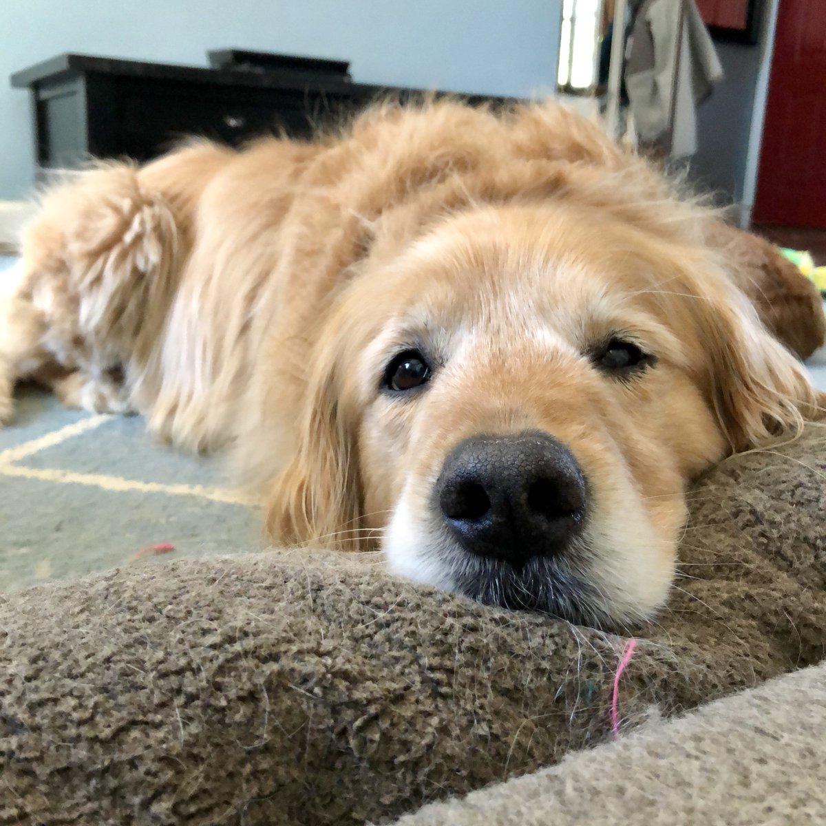 Boyfren Riley was so soft! I miss his fur so much! He was also pretty fluffy, though he had a little wave of coarser fur across his back SDSI: 78/