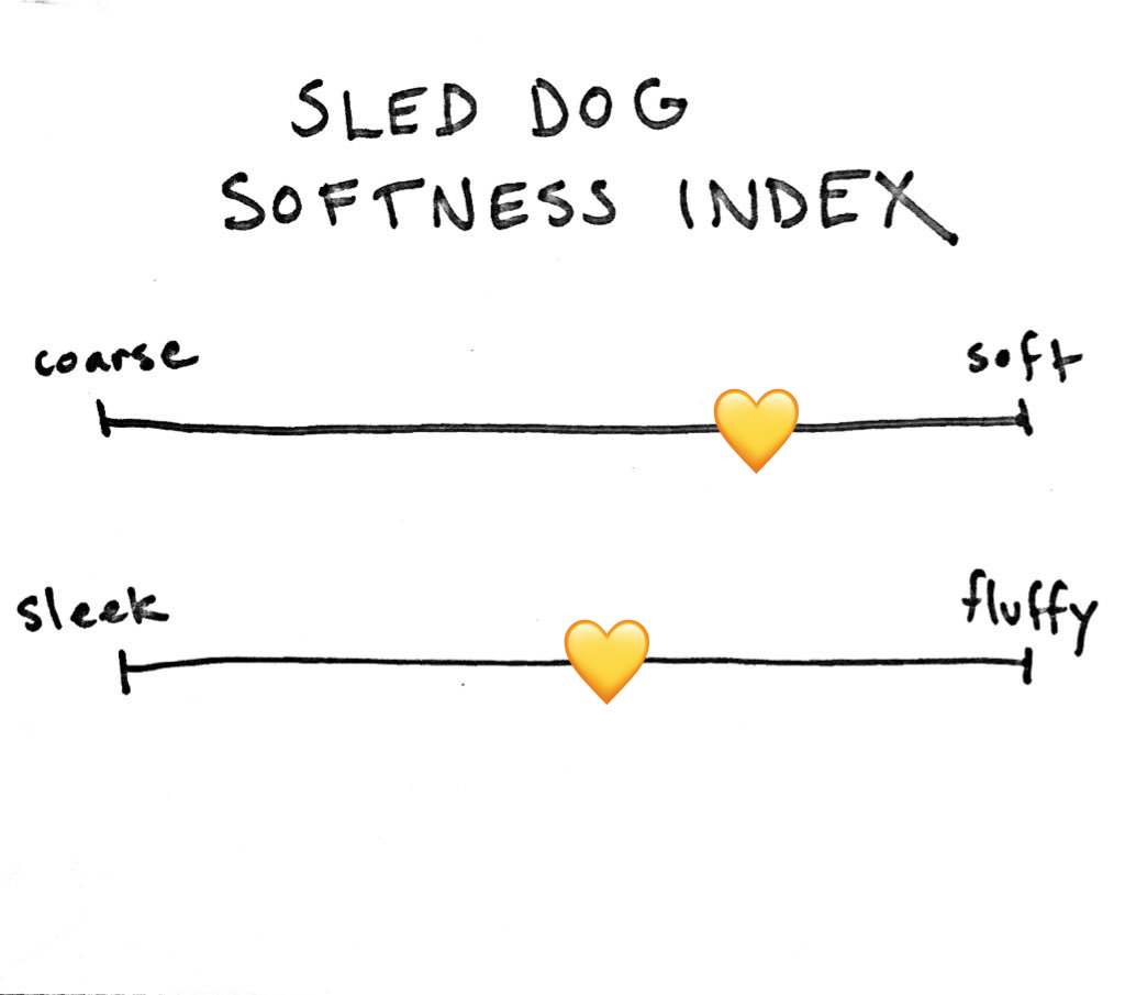 Queso once tried on sled dog booties and did not like it one bit. Not an aspiring sled dog. But she was very soft. Her ears were like velvet. Also had some floof but wasn't ostentatious about it. SDSI 7/10