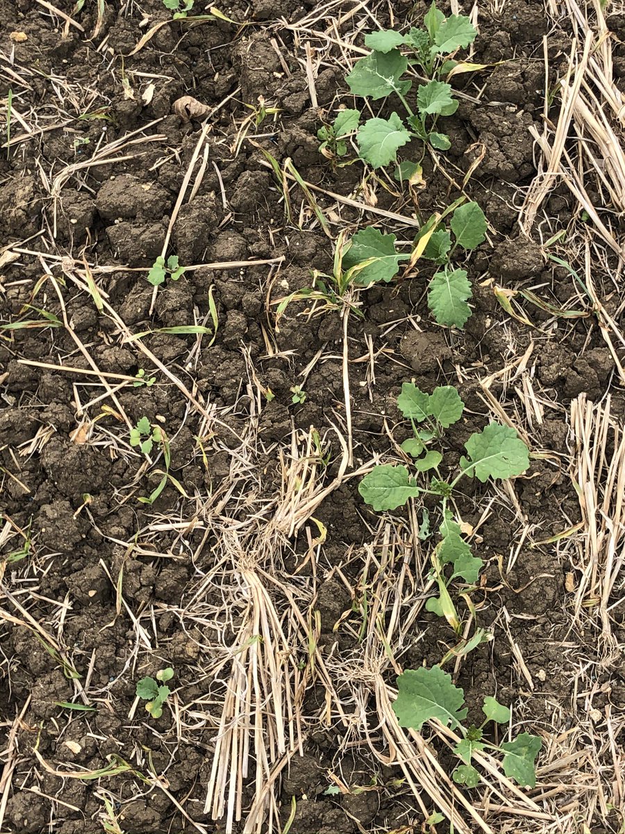 andrewwelch46's tweet photo. Don’t usually get excited by fertiliser but am quite impressed with Primary P placed with the seed. I know I’m years behind but have now caught up. Plants on the plants the left didn’t have any, 15 kg/ha on the right. https://t.co/yGIM2nSVue