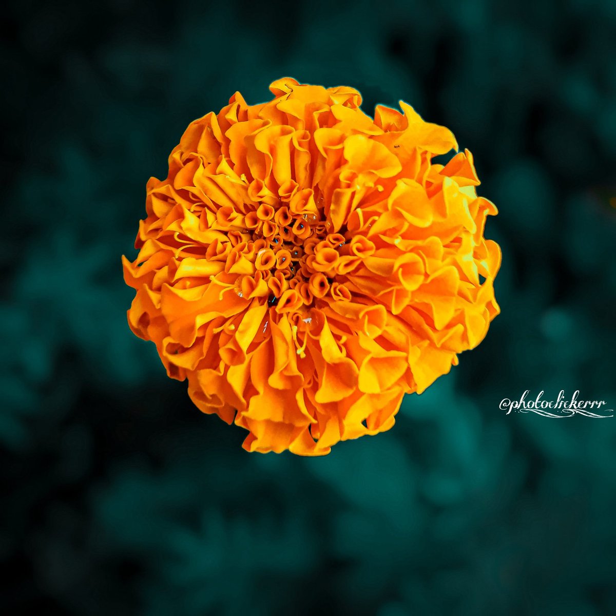 RiyaRoy37161488's tweet photo. Without darkness, nothing comes to birth, As without light, nothing flowers...
Captured by Mobile....
#flowers #FlowerOfEvil #NaturePhotography #nature #photography #Clicks #ClickerPro #photographer #naturelovers #PhotoOfTheDay #support https://t.co/PytVnsR0kL