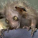 日本では子供がよく歌う歌として有名な動物 アイアイ しかし激烈に臭く 特徴的なビジュアルは衝撃的である 個人的には悪魔的可愛さ Togetter