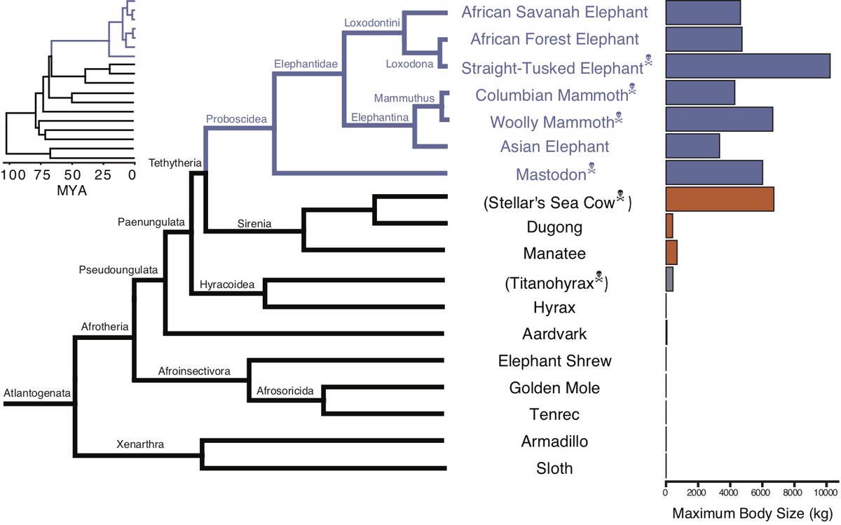 Thanks to living in the genomic era we could assemble a collection genomes from living and exinct Proboscideans (elephants, mammoths, and mastodons oh my!) and smaller bodied species to which the big species are closely related (sadly no Stellar's or Titanohyrax genomes yet)...