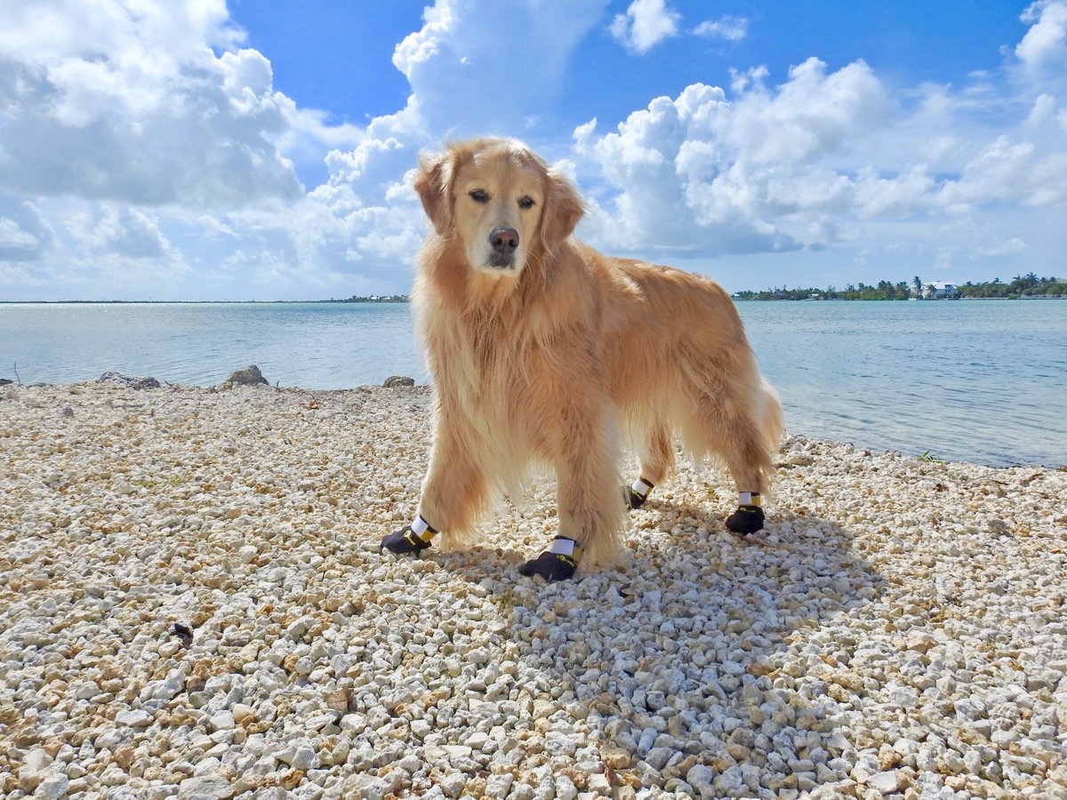 Finally, Venkman. If a golden retriever ever wanted to be a sled dog, Venk is it. She wears her booties with pride. She is also the softest dog on earth. She's like the inside of your pillow. She looks silly in her booties because she's so floofy. She's SDSI ∞/10 